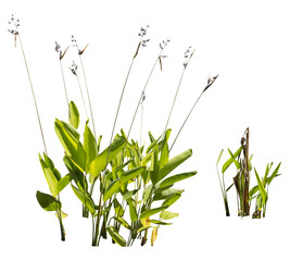 Isolated cutout PNG of a water plant on a transparent background	