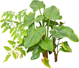 Isolated cutout PNG of a water plant on a transparent background	