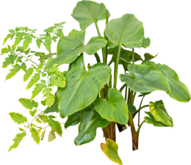Isolated cutout PNG of a water plant on a transparent background	