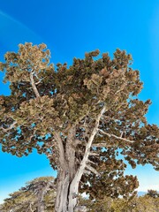 Pine tree in Troodos mountains Cyprus