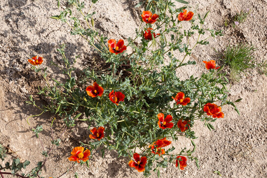 Blooming red horned-poppy Glaucium corniculatum. Cappadocia, Turkey