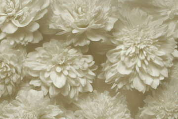 Fototapeta na wymiar Flowers on a cream colored background in haze. Ultra detailed film photography. AI generative