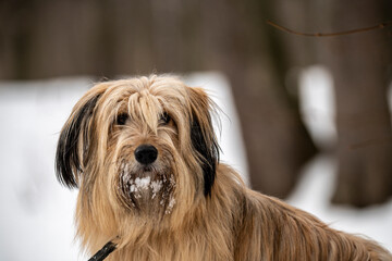 Naklejka na ściany i meble brown shaggy dog sitting on the snow on a winter day