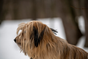 brown shaggy dog sitting on the snow on a winter day