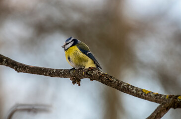 Obraz premium beautiful winter lazarevka bird looking for food on a winter day