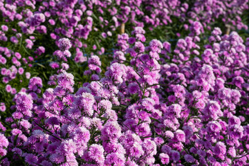 Fresh bouquet pink violet pretty flower blossom in botanic garden.  romance florist violet herb blooming in natural park