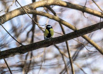 Obraz premium beautiful winter lazarevka bird looking for food on a winter day