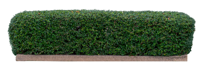 green bush isolated on white background