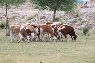 cow and calf © can