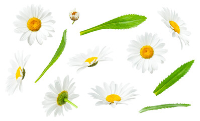 Chamomile flowers and green leaves isolated on white background. With clipping path. Collection of beautiful cut out chamomile flowers. Medicinal plant. Element for your design, mockup