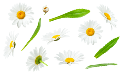 Chamomile flowers and green leaves isolated on white background. With clipping path. Collection of beautiful cut out chamomile flowers. Medicinal plant. Element for your design, mockup