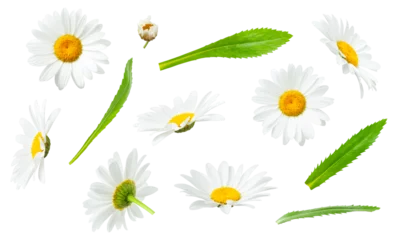 Badkamer foto achterwand Chamomile flowers and green leaves isolated on white background. With clipping path. Collection of beautiful cut out chamomile flowers. Medicinal plant. Element for your design, mockup © olgaarkhipenko