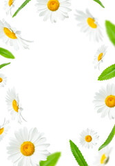 Flying chamomile flowers and green leaves isolated on white background. With clipping path. Composition of beautiful chamomile flowers, summer sunny flower. Medicinal plant. Floral background