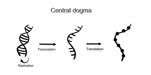 The central dogma of molecular biology (replication, transcription, and translation) that shows a black icon of DNA, RNA and protein molecule.