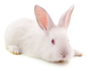One white rabbit.