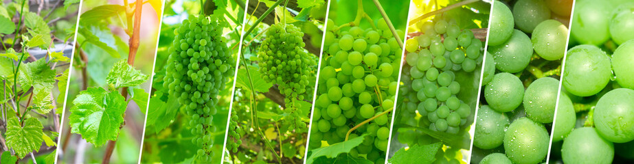 Collage of green grapes and vineyards. Autumn concept, vineyard landscape and grapes in nature.