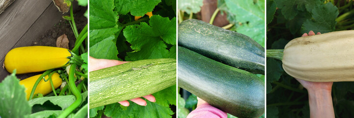 Collage organic zucchini ripening growing in the garden. Fresh farm vegetable, harvest in organic farm