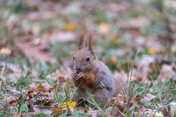 squirrel eating nut
