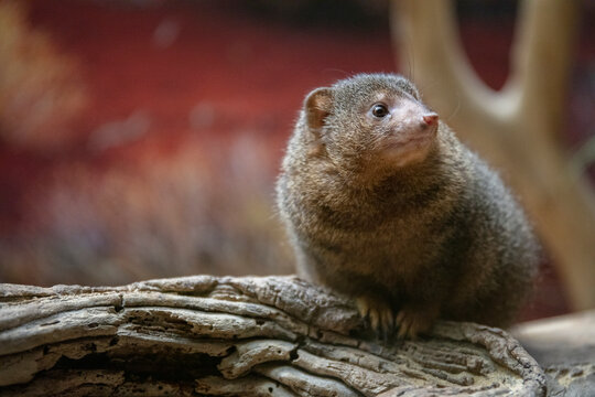 Common dwarf mongoose