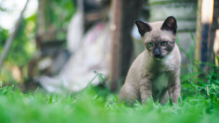 Thai cat breed, brown body on the grass (Siamese Wichienmaat), nature background