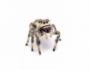 Regal jumping spider - Phidippus regius - large female.  isolated on white background close up view. standing tall at full attention facing camera.