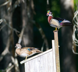 Mated pair of male and female wood duck or Carolina duck - Aix sponsa - perched on top of wooden...