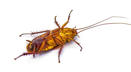 Australian cockroach - Periplaneta australasiae Fabricius - isolated on white background.   Alive on back