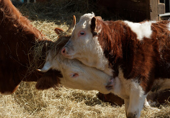 Vache d’Hinterwald ou Hinterwälder race bovine de Forêt-Noire à robe pie rouge et tachetée de...