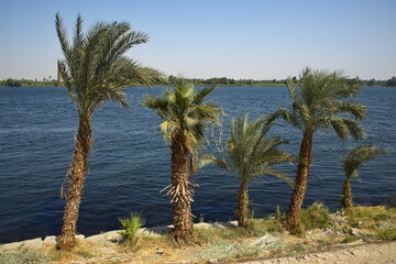 Obraz premium Palm trees on the shore of Nile in Esna, Egypt, Africa 