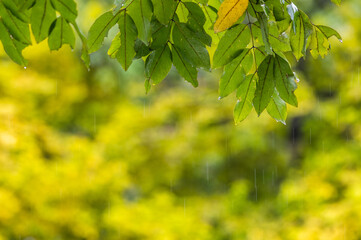 raining shower drop on leaf tree, close up of rainfall in jungle,Heavy Rain Falling on Tree Leaves in forest. droplets fixed on green leaves, Raining day in tropical forest. Raindrop in deep jungle.