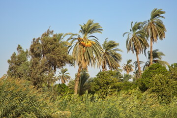 Fototapeta na wymiar Palm trees on the shore of Nile in Egypt, Africa 