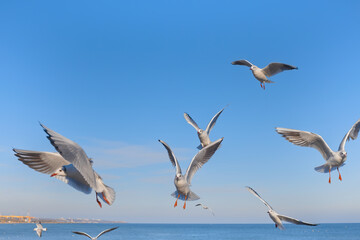 Seagulls flying near the sea, with the blue color of sky in the background