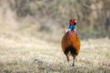 pheasant in the grass