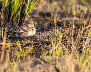 Crested lark on a winter morning