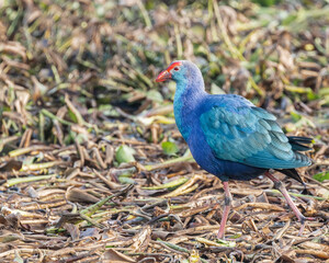 A Purple Swamphen running in a field