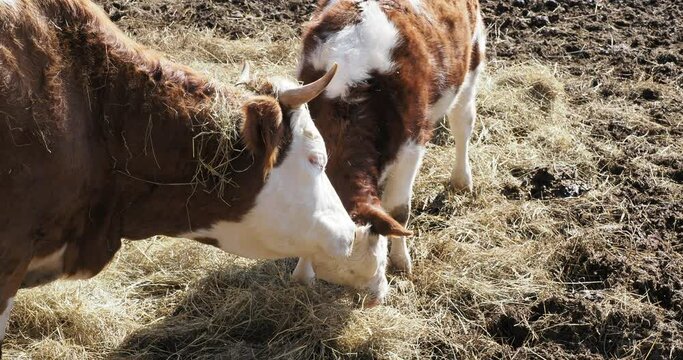 Vache d&rsquo;Hinterwald  l&eacute;chant affectueusement son jeune veau
