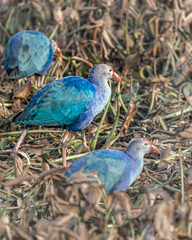 A Group of purple Swamphen in field