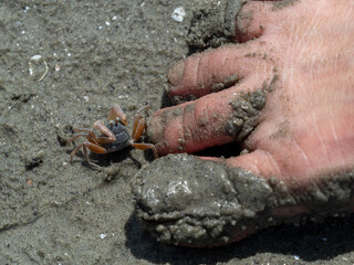 Tiny little crab from Ketam Island in Malaysia. Pulau means island and Ketam means crabs. This islands has millions of tiny crabs! The island is home to two predominantly Chinese fishing villages foun