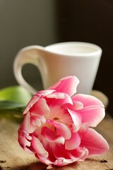 Różowy kwiat na pierwszym planie i biała filiżanka w tle. Tulipan kolorowy i ciepła kawa. Dzień Kobiet