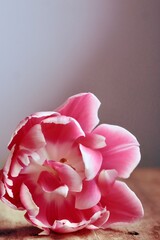 Różowy kwiat na pierwszym planie i szare tło. Leżący tulipan z miejscem na tytuł