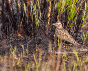 A Crested Lark in field searching for food