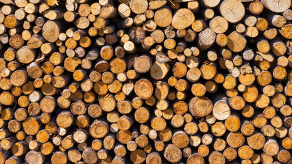 Logs as a background. Texture of natural wood. Large resolution photo for the design.