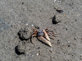 Tiny little crab from Ketam Island in Malaysia.