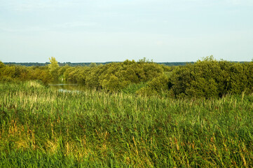 Oostvaardersplassen Flevopolder, Nederland / Netherlands