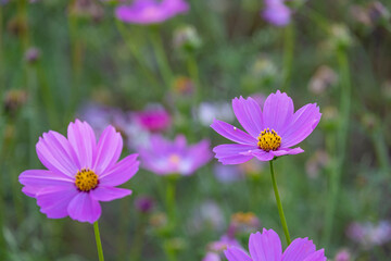 fresh beauty mix soft pink purple cosmos flower yellow pollen blooming in natural botany garden park