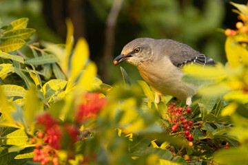 A northern mockingbird (Mimus polyglottos), a common bird in suburban areas, eating the berries / seeds of a Brazilian pepper plant in Sarasota, Florida