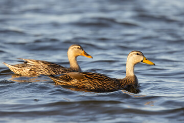 Two mottled ducks (Anas fulvigula) in Sarasota Countt, Florida