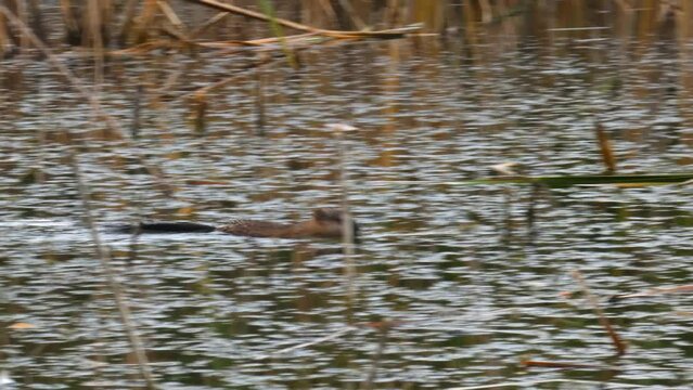 Wild aquatic animal muskrat in natural swamp environment of wetlands swimming in water