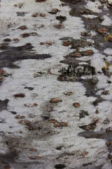 The texture of the tree bark.Macro. Canada.