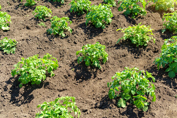 Potato bushes in the field, agriculture industry, growing vegetables.